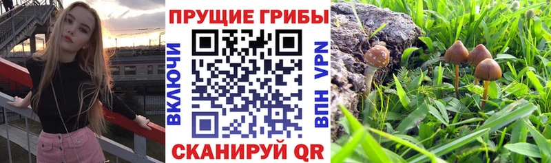 Псилоцибиновые грибы Psilocybine cubensis  blacksprut зеркало  Оханск 